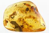 Fossil Ant Swarm, Hairy Beetle Larva, and Caddisfly in Baltic Amber #346404-3
